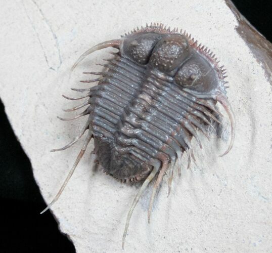 Phenomenal Cyphaspides Trilobite - Free-Standing Spines #11424